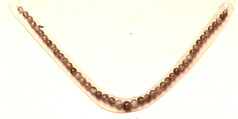 Necklace, Amethyst