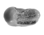 Sealing, Clay (unfired)