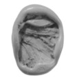Sealing, Clay (unfired)