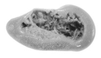 Sealing, Clay (unfired)