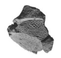 Sealing, Clay (unfired)