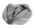 Sealing, Clay (unfired)