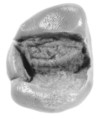 Sealing, Clay (unfired)