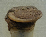 Inscribed Ointment Jar From Foundation Deposit 2 of Hatshepsut's Valley Temple, Travertine (Egyptian alabaster), linen