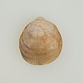 Shell pendant or bead, Shell