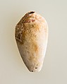 Shell pendant or bead, Shell