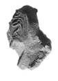 Sealing, Mud
