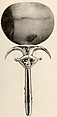 Mirror with Hathor Emblem Handle, Silver disk with a wood (modern) handle sheathed in gold; the inlays are modern