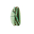 Scarabs from Hatshepsut Foundation Deposits, Steatite (glazed)