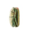 Scarab Inscribed for Maatkare (Hatshepsut), Lord of the Two Lands, Steatite (glazed)