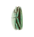 Scarabs from Hatshepsut Foundation Deposits, Steatite (glazed)