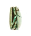Scarab Inscribed for the Female Horus Wosretkau (Hatshepsut), Steatite (glazed)