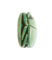 Scarab Inscribed for the Female Horus Wosretkau (Hatshepsut), Steatite (glazed)