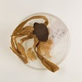 Sealing from vase 30.8.211a, Clay, linen