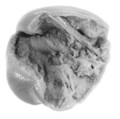Sealing fragment, Clay (unfired)