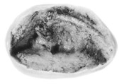 Sealing fragment, Clay (unfired)