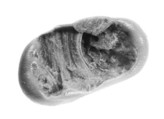Sealing, Clay (unfired)