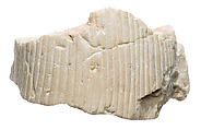 Part of a tripartite wig., Indurated limestone