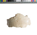Part of a tripartite wig., Indurated limestone