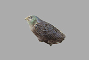 Quail chick inlay, Faience