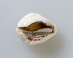 Cowrie shell, Shell