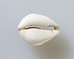 Cowrie shell, Shell