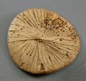 Papyrus Lids from the Embalming Cache of Tutankhamun, Papyrus fiber