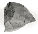Raised relief fragment, Limestone, varnish