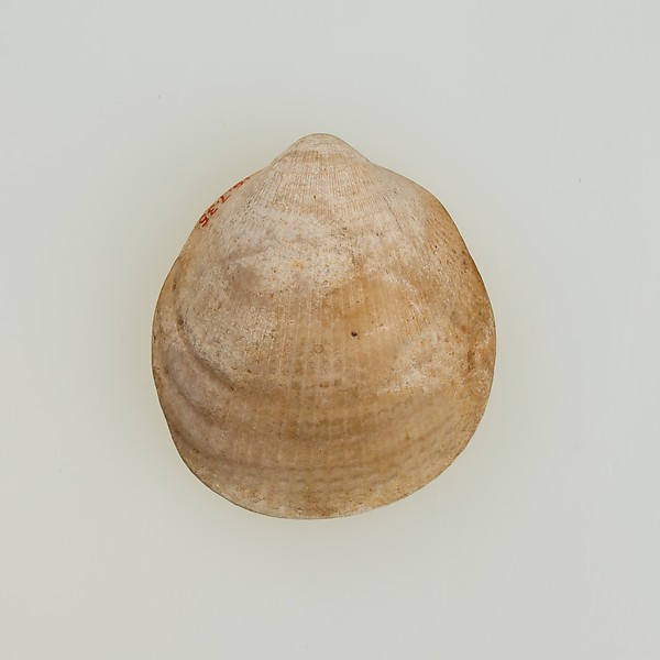 Shell pendant or bead