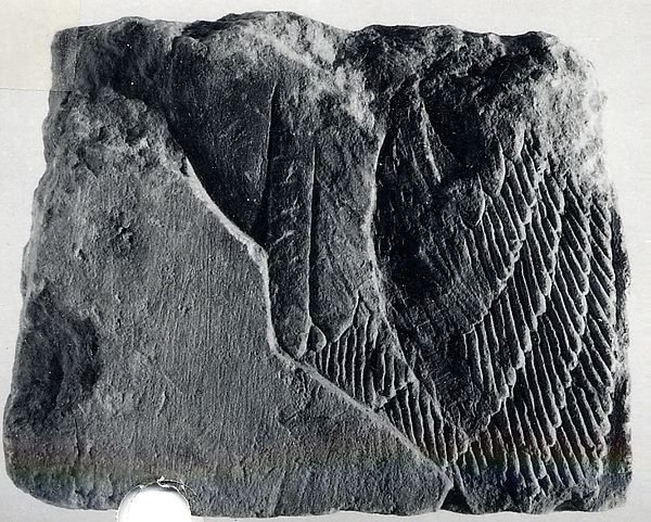 Relief with a princess's head, ca. 1347–1330 BCE