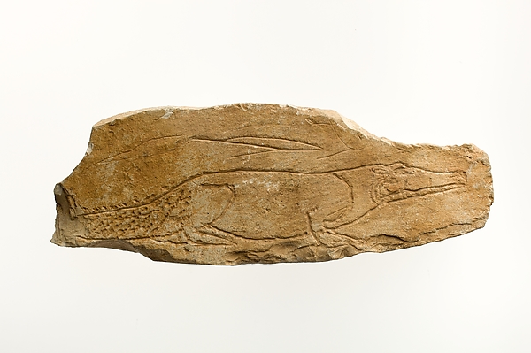 Ostracon with sketch of a crocodile by an unrecorded maker, The Metropolitan Museum of Art