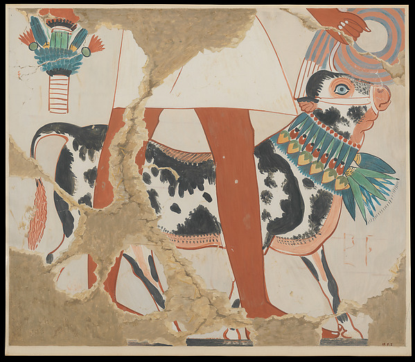 Detail of a Bull from a Procession of Offering Bearers by Nina de Garis Davies, The Metropolitan Museum of Art