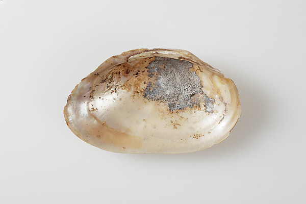 Clam shell possibly used for ink, 664–332 BCE
