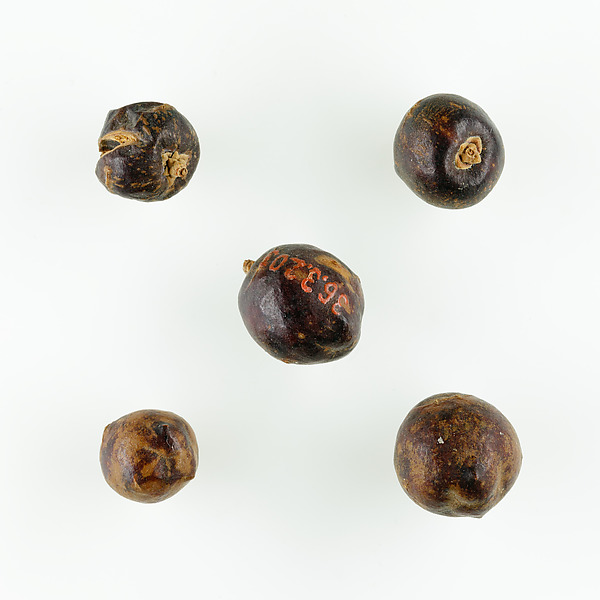 Five Berries