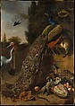 Peacocks, Melchior d' Hondecoeter  Dutch, Oil on canvas