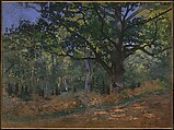 The Bodmer Oak, Fontainebleau Forest, Claude Monet  French, Oil on canvas