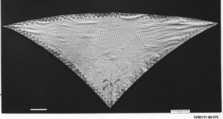 Kerchief, Cotton, possibly French