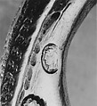 Dish, Louis Regnard (master 1733, died 1779), Silver, French, Paris