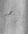 Plate, Jean Jambin (master 1720, recorded 1742), Silver, French, Paris