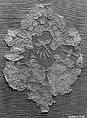 Piece, Bobbin lace, point d'Angleterre, Flemish