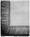 Shawl, Silk, Chinese