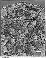Piece, Cotton, British