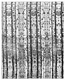 Piece, Silk and metal thread, possibly Southern Italian