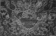 Edging, Needle lace, point d’Alençon, French