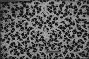 Cravat (one of a pair), Needle lace, Italian