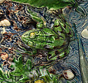 Platter, Follower of Bernard Palissy (French, Agen, Lot-et-Garonne 1510–1590 Paris), Lead-glazed earthenware, French, Paris