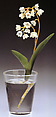 Lily of the Valley (two leaves), House of Carl Fabergé, Rock crystal, nephrite, enamel, gold, rose-cut diamond, silver, Russian, St. Petersburg