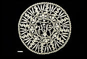 Chalice Veil, Needle lace, Italian