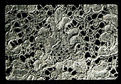 Border, Bobbin lace, Flemish, Mechlin