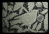 Fichu, Bobbin lace, British, Honiton